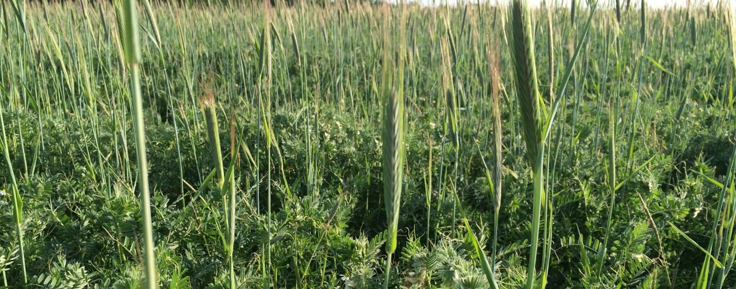 Dinkel mit Untersaat Kompostanwendung