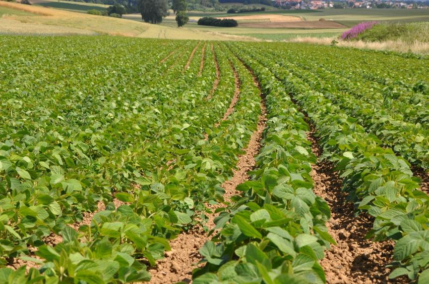 Kartoffeln Kompostanwendung