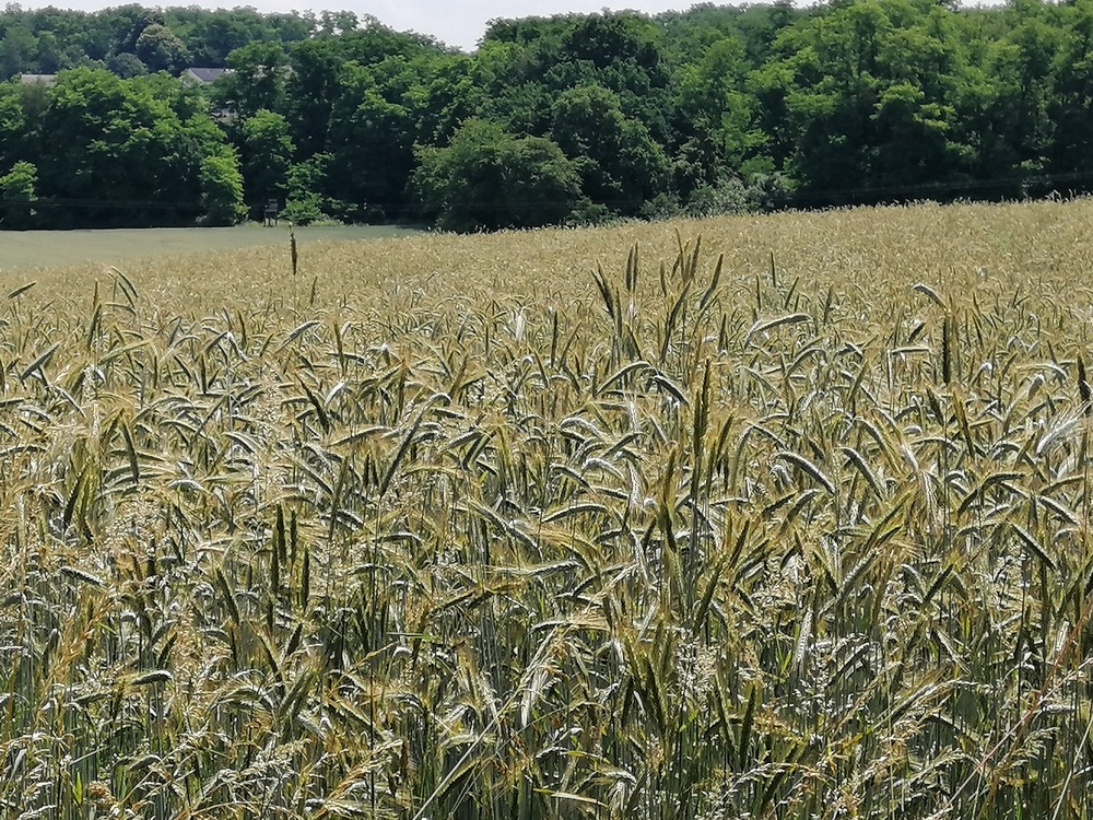 Kartoffeln Kompostanwendung