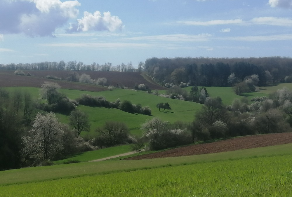 Kartoffeln Kompostanwendung