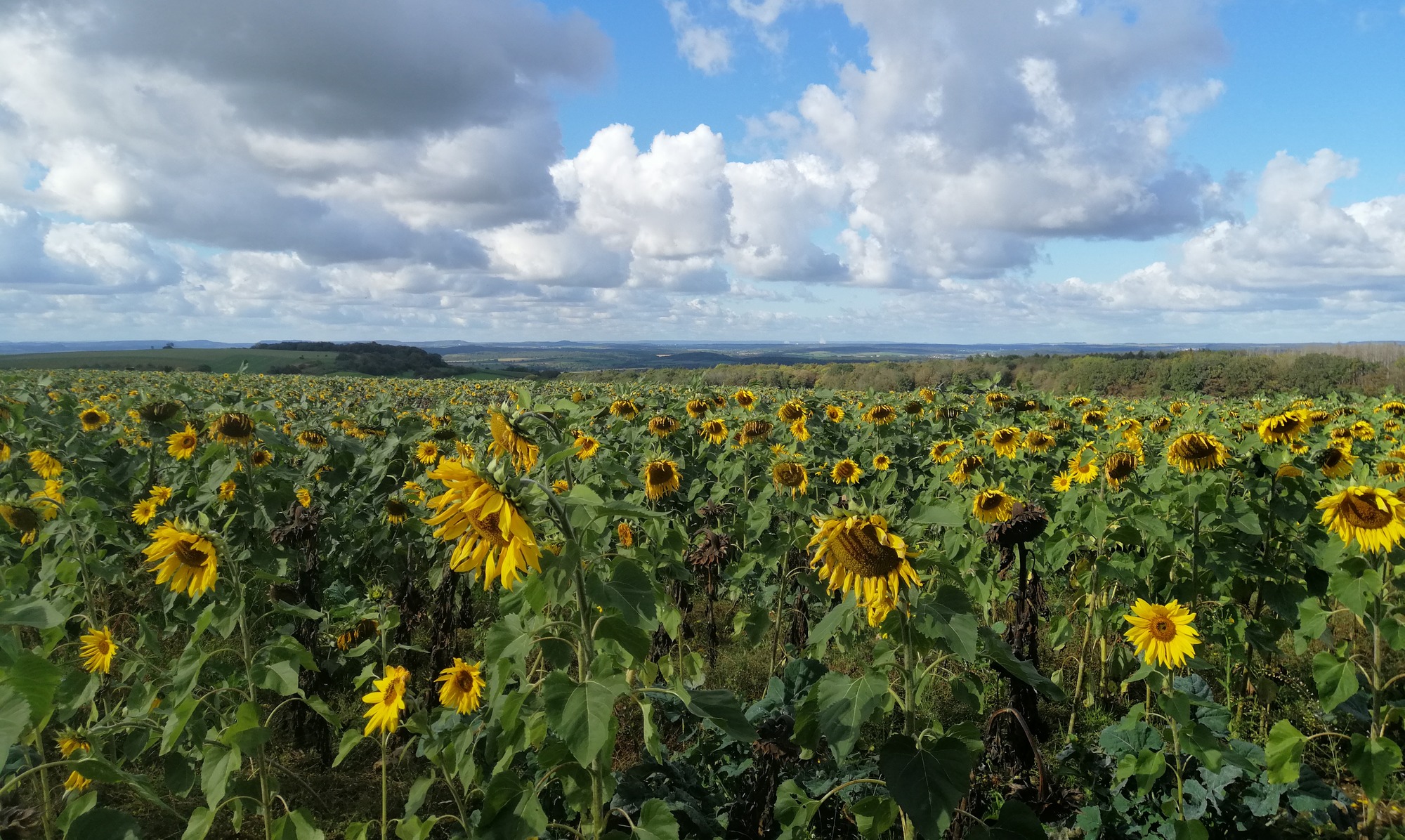 Sonnenblumen Kompostanwendung